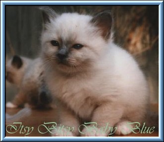 Itsy Bitsy